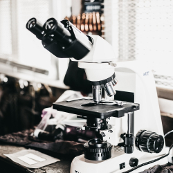 Microscope analysis Gallery
